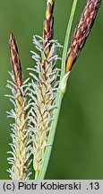 Carex flacca (turzyca sina)