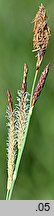 Carex flacca (turzyca sina)