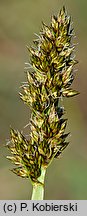 Carex vulpina (turzyca lisia)