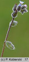 Myosotis ramosissima (niezapominajka pagórkowa)