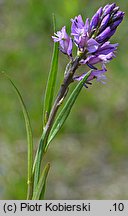 Polygala comosa (krzyżownica czubata)