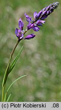 Polygala comosa (krzyżownica czubata)