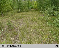 Carex pseudobrizoides (turzyca Reichenbacha)