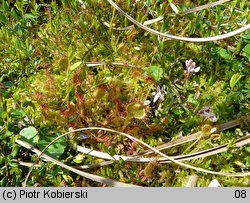 Drosera rotundifolia (rosiczka okrągłolistna)