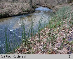 Equisetum hyemale (skrzyp zimowy)