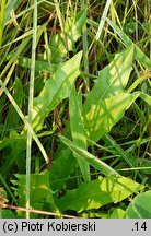 Leontodon hispidus ssp. hastilis (brodawnik zwyczajny nagi)