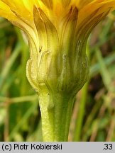 Leontodon hispidus ssp. hastilis (brodawnik zwyczajny nagi)