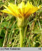 Leontodon hispidus ssp. hastilis (brodawnik zwyczajny nagi)