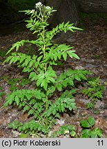 Cardamine impatiens (rzeżucha niecierpkowa)