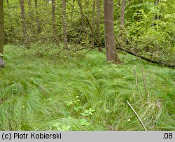 Carex brizoides (turzyca drżączkowata)