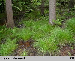 Carex remota (turzyca rzadkokłosa)