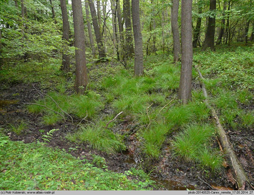 Carex remota (turzyca rzadkokłosa)