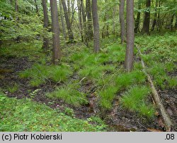 Carex remota (turzyca rzadkokłosa)