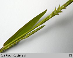 Glyceria declinata (manna długoząbkowa)