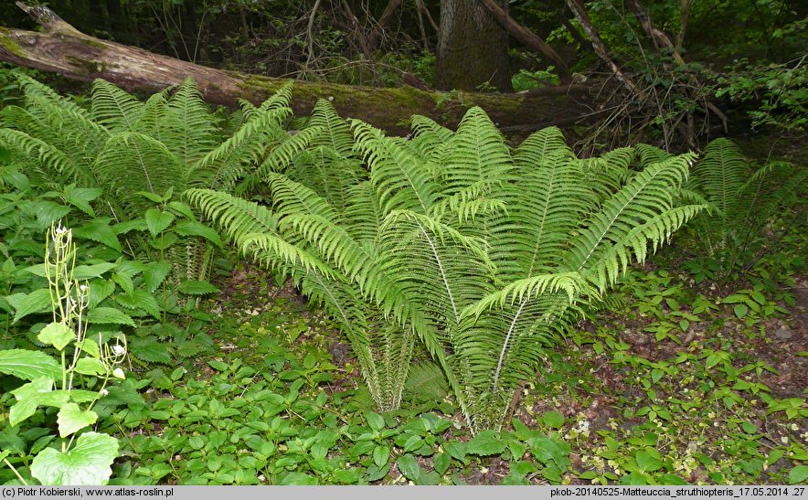 Matteuccia struthiopteris (pióropusznik strusi)