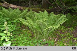 Matteuccia struthiopteris (pióropusznik strusi)