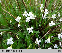 Viola stagnina (fiołek mokradłowy)