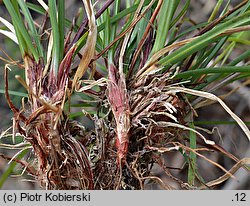 Carex digitata (turzyca palczasta)