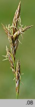 Carex ligerica (turzyca loarska)