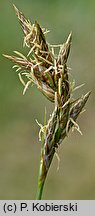 Carex ligerica (turzyca loarska)