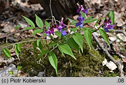 Lathyrus vernus (groszek wiosenny)