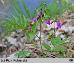 Lathyrus vernus (groszek wiosenny)