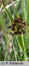 Luzula multiflora (kosmatka licznokwiatowa)