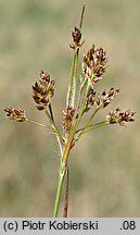 Luzula multiflora (kosmatka licznokwiatowa)