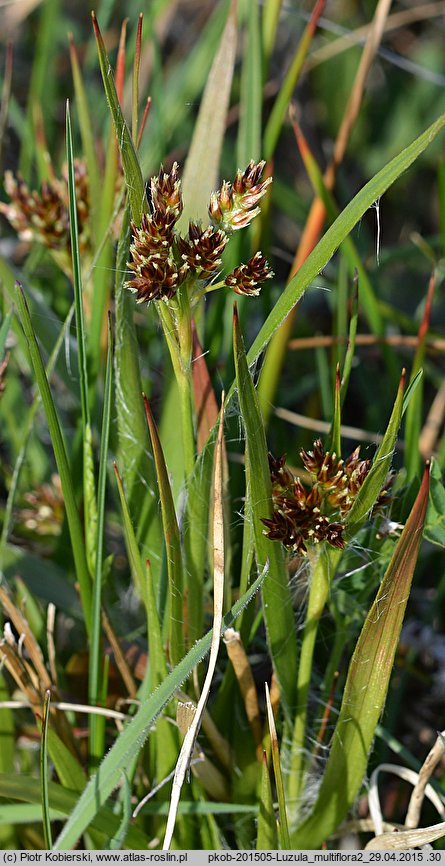 Luzula multiflora (kosmatka licznokwiatowa)