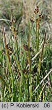 Luzula multiflora (kosmatka licznokwiatowa)