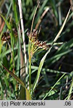 Luzula multiflora (kosmatka licznokwiatowa)