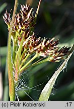 Luzula multiflora (kosmatka licznokwiatowa)