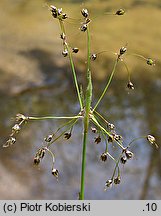 Luzula pilosa (kosmatka owłosiona)