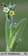 Myosotis discolor (niezapominajka różnobarwna)