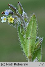 Myosotis discolor (niezapominajka różnobarwna)