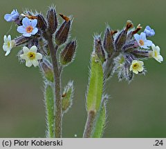 Myosotis discolor (niezapominajka różnobarwna)