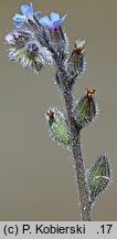 Myosotis stricta (niezapominajka piaskowa)