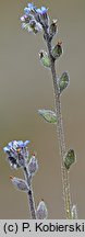 Myosotis stricta (niezapominajka piaskowa)