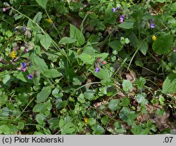 Pulmonaria obscura (miodunka ćma)