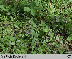 Pulmonaria obscura (miodunka ćma)