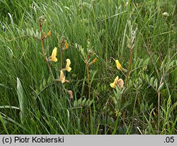 Vicia grandiflora (wyka wielkokwiatowa)