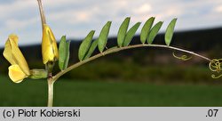 Vicia grandiflora (wyka wielkokwiatowa)