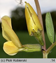 Vicia grandiflora (wyka wielkokwiatowa)