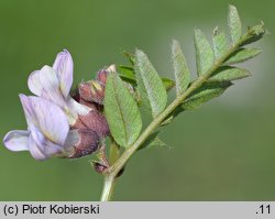 Vicia sepium (wyka płotowa)