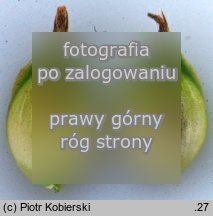 Carex praecox (turzyca wczesna)