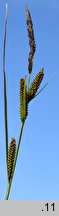 Carex ×elytroides