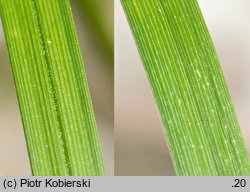 Carex ×involuta