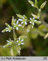 Cerastium glomeratum (rogownica skupiona)