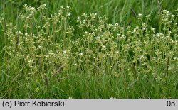 Cerastium glomeratum (rogownica skupiona)