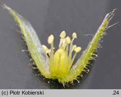 Cerastium glomeratum (rogownica skupiona)